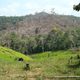 Illustration for article titled How Drug Trafficking Worsens the Problem of Deforestation